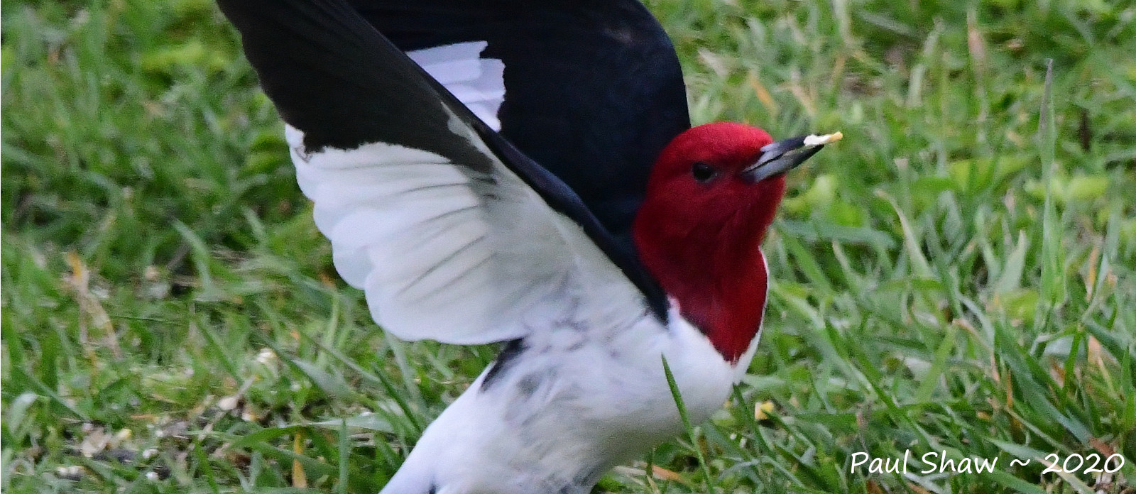 PS_5_1600.jpg